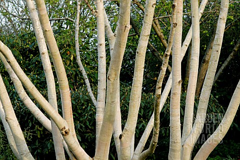 BETULA_ERMANII_GRAYSWOOD_HILL_AT_THE_GARDEN_HOUSE__BUCKLAND_MONACHORUM__DEVON