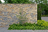 MODERN DRY STONE WALL WITH HEDERA AND ALCHEMILLA MOLLIS
