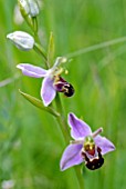 OPHRYS APIFERA, BEE ORCHID