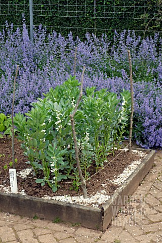 BROAD_BEAN_STEREO_IN_RAISED_BED_WITH_ORGANIC_OYSTER_SHELL_SLUG_AND_SNAIL_DETERRENT_AND_CATMINT_IN_BO