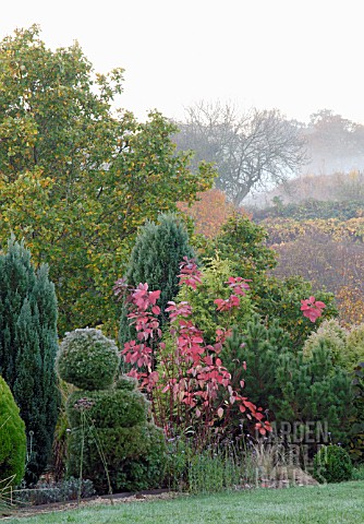 AUTUMNAL_CONIFER_AND_MIXED_BORDER