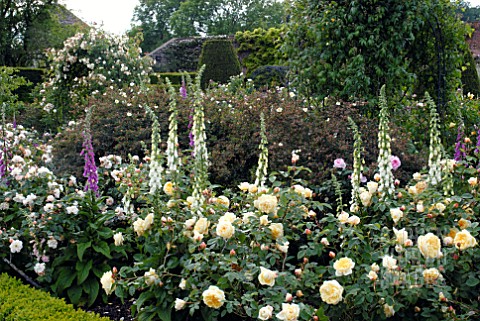 ROSE_GARDEN_AT_OZLEWORTH_PARK_GLOUCESTERSHIRE_WITH_ROSA_TEASING_GEORGIA_IN_FOREGROUND