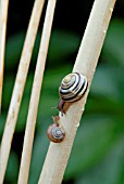 TWO SNAILS ON DRIED ALLIUM STEMS