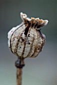 FROSTED SEEDHEAD OF PAPAVER SOMNIFERUM