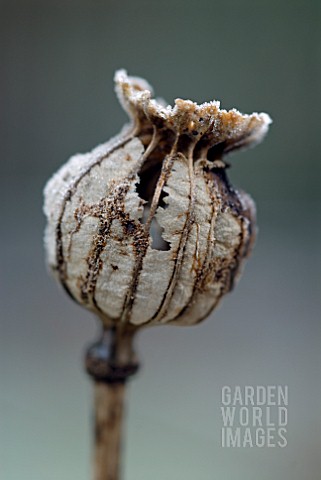 FROSTED_SEEDHEAD_OF_PAPAVER_SOMNIFERUM