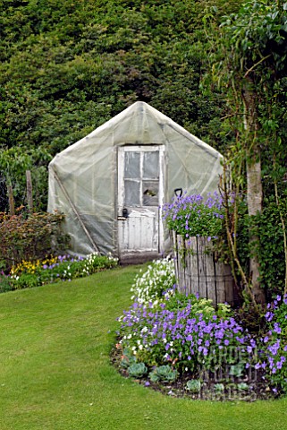PLASTIC_COVERED_GREENHOUSE_AND_GERANIUMS_IN_BORDER