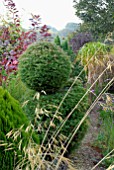 AUTUMNAL MIXED BORDER WITH SHRUBS, CONIFERS AND GRASSES
