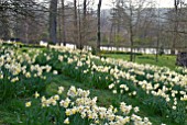 A MASS OF NARCISSUS TROUSSEAU ON A HILLSIDE AT OZLEWORTH PARK, GLOUCESTERSHIRE