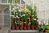 DISPLAY OF NARCISSUS IN GLASSHOUSE AT OZLEWORTH PARK, GLOUCESTERSHIRE