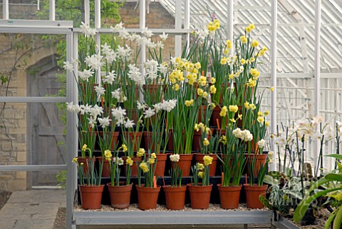 DISPLAY_OF_NARCISSUS_IN_GLASSHOUSE_AT_OZLEWORTH_PARK_GLOUCESTERSHIRE