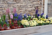 DISPLAY OF PRIMROSES AND HYACINTHS ON STAGING IN GLASSHOUSE