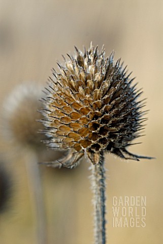 DIPSACUS_ASPER_SEEDHEAD_IN_WINTER