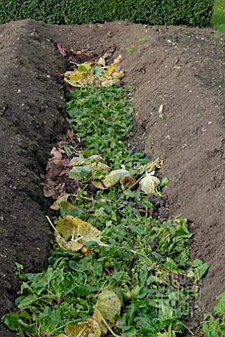 COMPOSTING_IN_THE_VEGETABLE_GARDEN_AT_OZLEWORTH_PARK_GLOUCESTERSHIRE