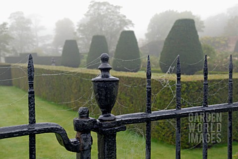 AUTUMN_COBWEBS_ON_PAINTED_IRON_GATE_AND_TOPIARY_YEWS_AT_OZLEWORTH_PARK_GLOUCESTERSHIRE