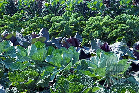 CABBAGE_PATCH