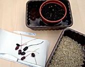SOWING FUCHSIA SEEDS