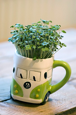 GROWING_CRESS_SEEDS