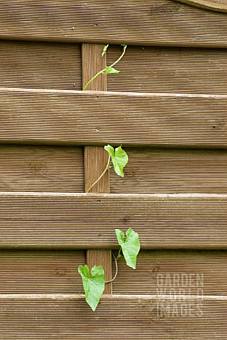 CONVOLVULUS_WEED_GROWING_THROUGH_FENCE