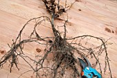BARE ROOTED BEECH WHIP - FAGUS SYLVATICA