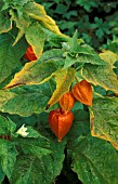 PHYSALIS ALKEKENGI OR CHINESE LANTERN,  WITH BRIGHT SEEDHEADS FOR AUTUMN COLOUR.