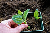 DAHLIA PROPAGATION,  CUTTINGS PLANTING THREE IN POT.