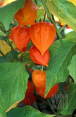 PHYSALIS_ALKEKENGI_OR_CHINESE_LANTERN__WITH_BRIGHT_SEEDHEADS_FOR_AUTUMN_COLOUR