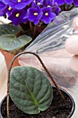 COVERING AFRICAN VIOLET LEAF WITH PLASTIC
