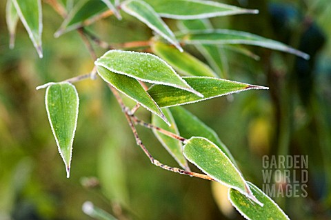 FROST_ON_BAMBOO_LEAVES