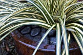 CAREX OSHIMENSIS EVERGOLD WITH PEBBLE MULCH