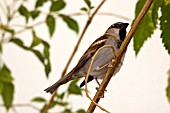 SPARROW ON BRANCH