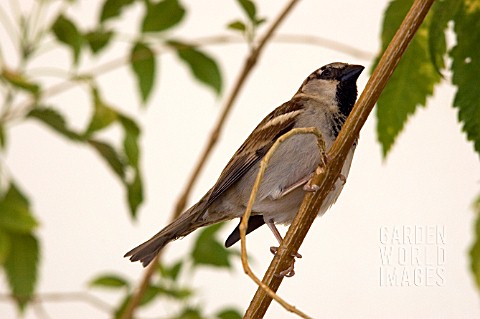 SPARROW_ON_BRANCH