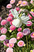 BELLIS PERENNIS WITH NARCISSUS