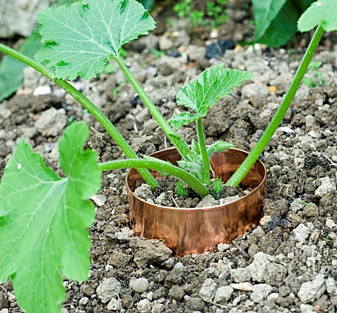 COPPER_RING_ROUND_COURGETTE_PLANT