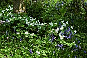 BLUEBELLS WITH TRILLIUM AND FERNS