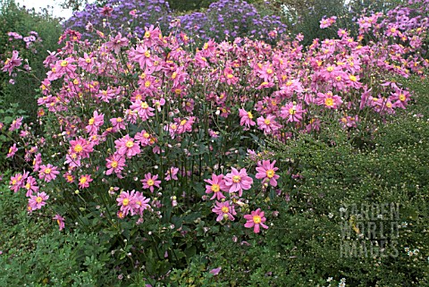 JAPANESE_ANEMONE_AND_ASTER