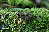 COMMON FROG ON MOSS