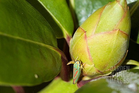 RHODODENDRON_LEAFHOPPER