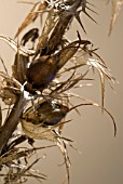 ACANTHUS SEEDHEADS