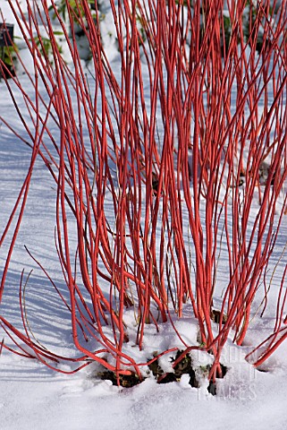 CORNUS_ALBA_SIBIRICA_IN_SNOW