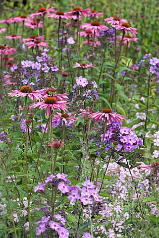 PHLOX_AND_ECHINACEA_IN_MIXED_PERENNIAL_PLANTING