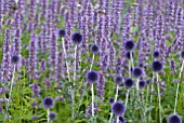 ECHINOPS RITRO VEITCHS BLUE WITH AGASTACHE BLUE FORTUNE