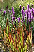 LIATRIS WITH IMPERATA CYLINDRICA RED BARON