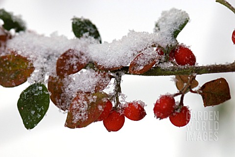 SNOW_ON_COTONEASTER