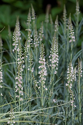 LYSIMACHIA_EPHEMERUM