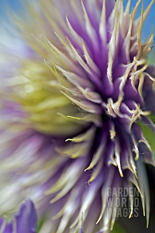 CLOSE_UP_OF_CLEMATIS_FLOWER