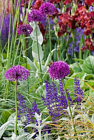 PURPLE_MIXED_BORDER_WITH_BUTTERFLY__JUNE