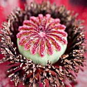 CLOSE UP OF POPPY SEED HEAD