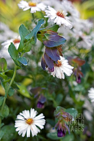 CERINTHE_MAJOR_PURPURESCENS_WITH_ASTER