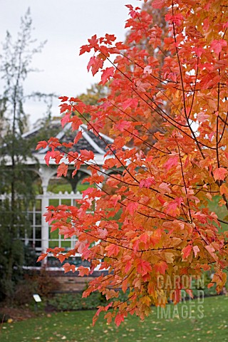 VIEW_OF_BANDSTAND_AT_BIRMINGHAM_BOTANICAL_GARDENS__WITH_ACER_RUBRUM_OCTOBER_GLORY