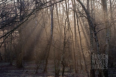 VIEW_THROUGH_TREES_IN_THE_EARLY_MORNING_MIST__SUTTON_PARK